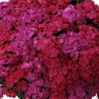 Amazon™ Neon Duo Dianthus Bloom