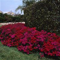 Amazon™ Neon Duo Dianthus Commercial Landscape 1