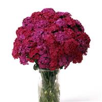 Amazon™ Neon Duo Dianthus Cutflower