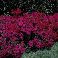 Amazon™ Neon Duo Dianthus Landscape