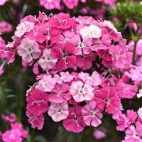 Amazon™ Rose Magic Dianthus Bloom