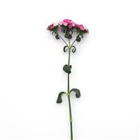 Amazon™ Rose Magic Dianthus Single Stem, White Background