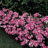 Amazon™ Rose Magic Dianthus Landscape