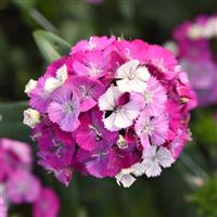 Amazon™ Lavender Magic Dianthus Bloom