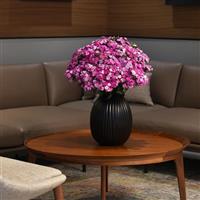 Amazon™ Lavender Magic Dianthus Container