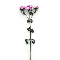 Amazon™ Lavender Magic Dianthus Single Stem, White Background