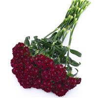 Sweet™ Purple Dianthus Grower Bunch