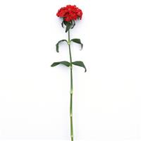 Sweet™ Scarlet Dianthus Single Stem, White Background
