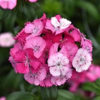Sweet™ Rose Magic Dianthus Bloom