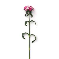 Sweet™ Rose Magic Dianthus Single Stem, White Background