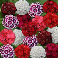 Sweet™ Mixture Dianthus Bloom