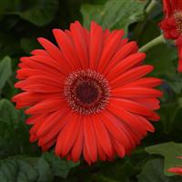 ColorBloom™ Red with Dark Eye Gerbera Bloom
