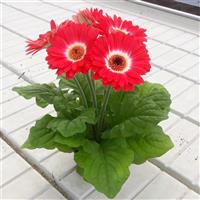 ColorBloom™ Bicolor Red White Gerbera Bloom