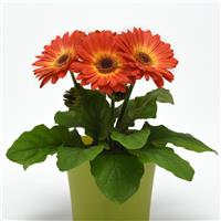 ColorBloom™ Bicolor Orange Yellow Gerbera Container