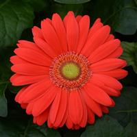 ColorBloom™ Cherry with Light Eye Gerbera Bloom