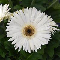 ColorBloom™ White with Dark Eye Gerbera Bloom
