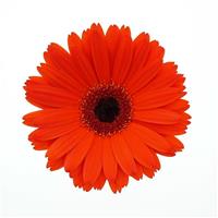 ColorBloom™ Deep Orange with Dark Eye Gerbera Bloom