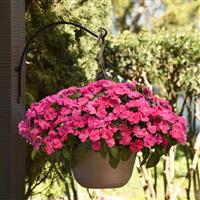 Solarscape® XL Pink Jewel Interspecific Impatiens Basket