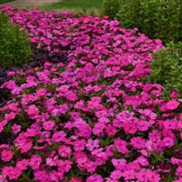 Solarscape® XL Pink Jewel Interspecific Impatiens Landscape