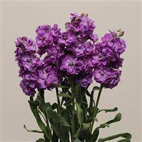 Katz Blue Matthiola Cutflower