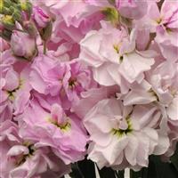 Katz Cherry Blossom Matthiola Bloom
