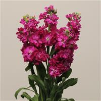 Katz Crimson Matthiola Cutflower