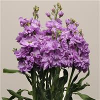 Katz Lavender Blue Matthiola Cutflower