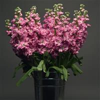 Katz Pink Matthiola Container