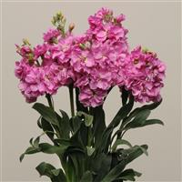 Katz Pink Matthiola Cutflower