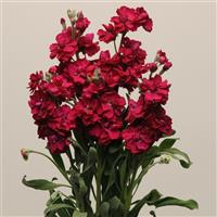 Katz Ruby Matthiola Cutflower