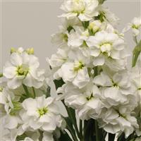 Katz White Matthiola Bloom