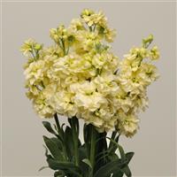 Katz Yellow Matthiola Cutflower