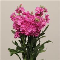 Katz Bright Rose Matthiola Cutflower