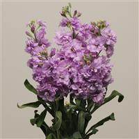 Katz Light Lavender Matthiola Cutflower