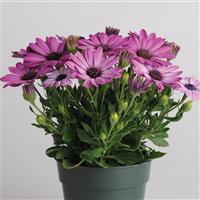 Akila® Lavender Shades Osteospermum Container