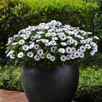 Akila® White Osteospermum Container