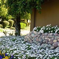 Akila® White Osteospermum Landscape