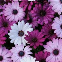 Akila® Mixture Osteospermum Bloom