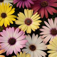 Akila® Grand Canyon Mixture Osteospermum Bloom