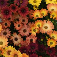 Akila® Sunset Shades Osteospermum Bloom