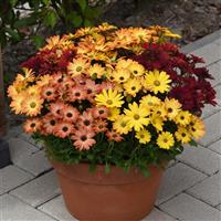 Akila® Sunset Shades Osteospermum Container