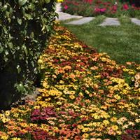 Akila® Sunset Shades Osteospermum Landscape