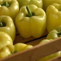 Spotlight Pepper Container