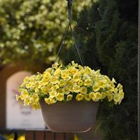 Caliburst™ Yellow Petchoa Basket