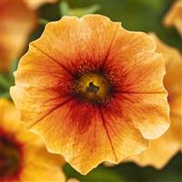 Caliburst™ Nectarine Petchoa Bloom