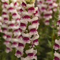 Monaco Plumblossom Snapdragon Bloom