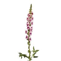 Monaco Plumblossom Snapdragon Single Stem, White Background