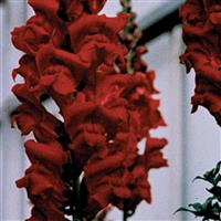 Monaco Red Snapdragon Bloom