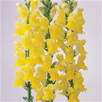 Monaco Yellow Snapdragon Bloom