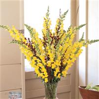 Monaco Yellow Snapdragon Cutflower